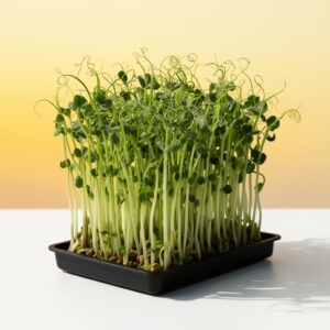 Broccoli Premium Microgreens